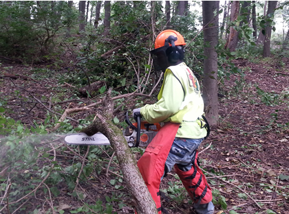 Photo of Invasive Tree Removal